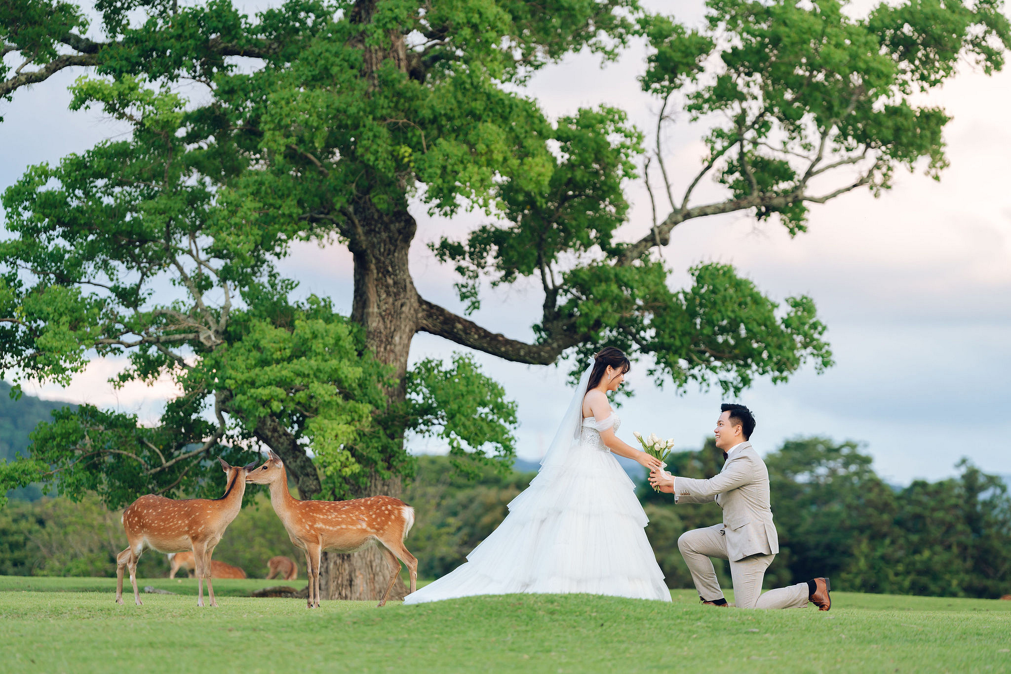 Kyoto Pre-Wedding Photoshoot | Gion Streets, Higashiyama & Nara Park at Nara Park Lawns pre-wedding photo