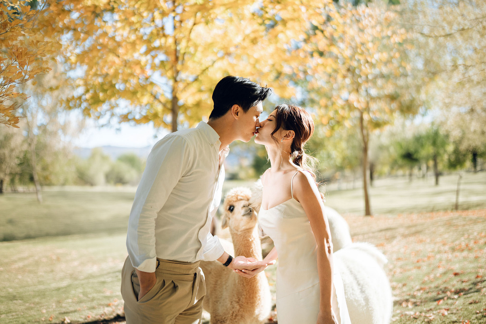 New Zealand Autumn Pre-Wedding Photoshoot Twin Peak Skippers Canyon Alpaca Farm Hilltop Cardrona Night Shoot Kombi Van at Alpaca Farm pre-wedding photo
