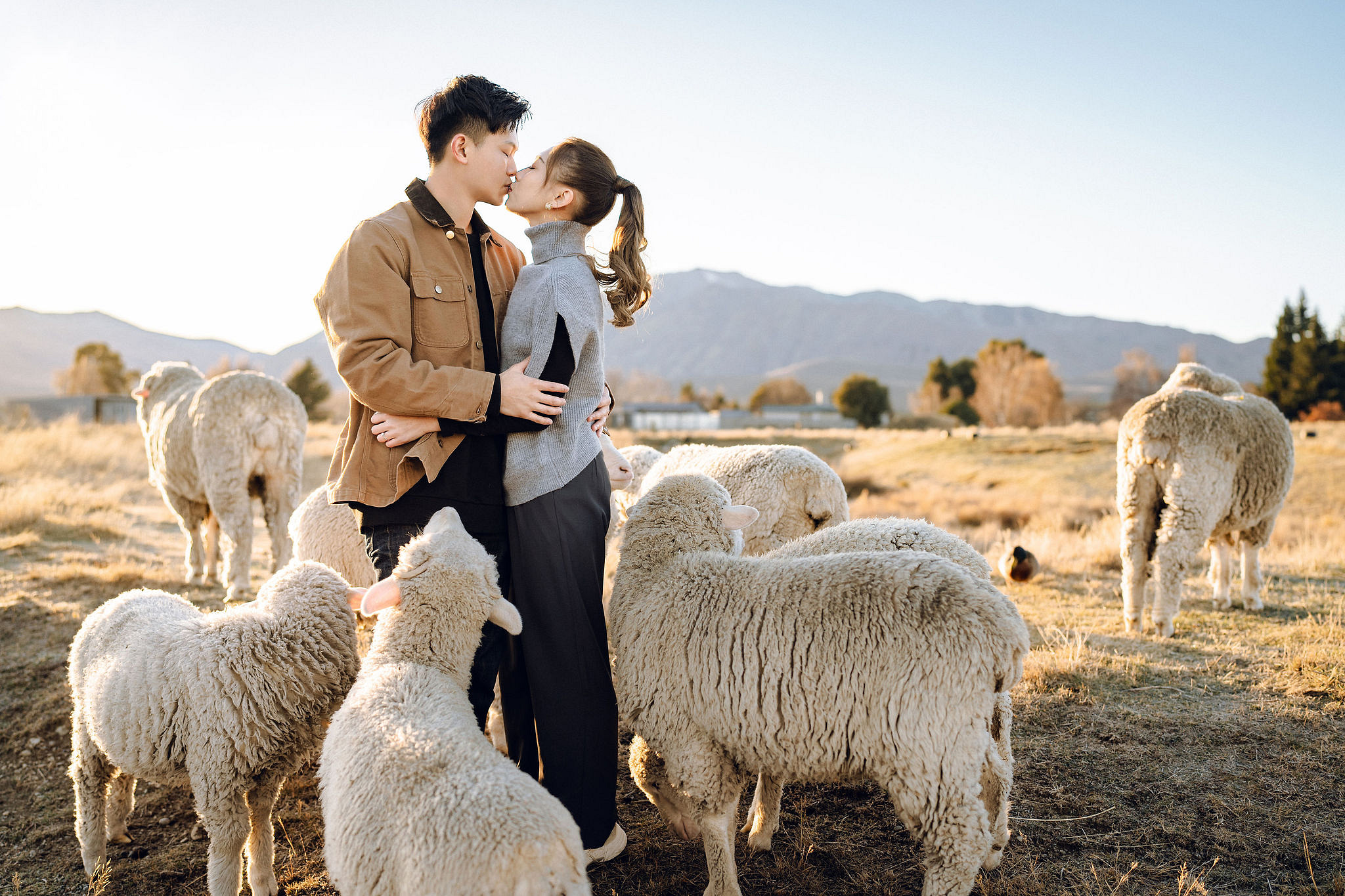 New Zealand Pre-Wedding Photoshoot | Alpaca Farm, Mt John, Lake Tekapo, Mount Cook National Park, Glacier Lake & Omarama Clay Cliffs at Alpaca Farm & Mt John pre-wedding photo