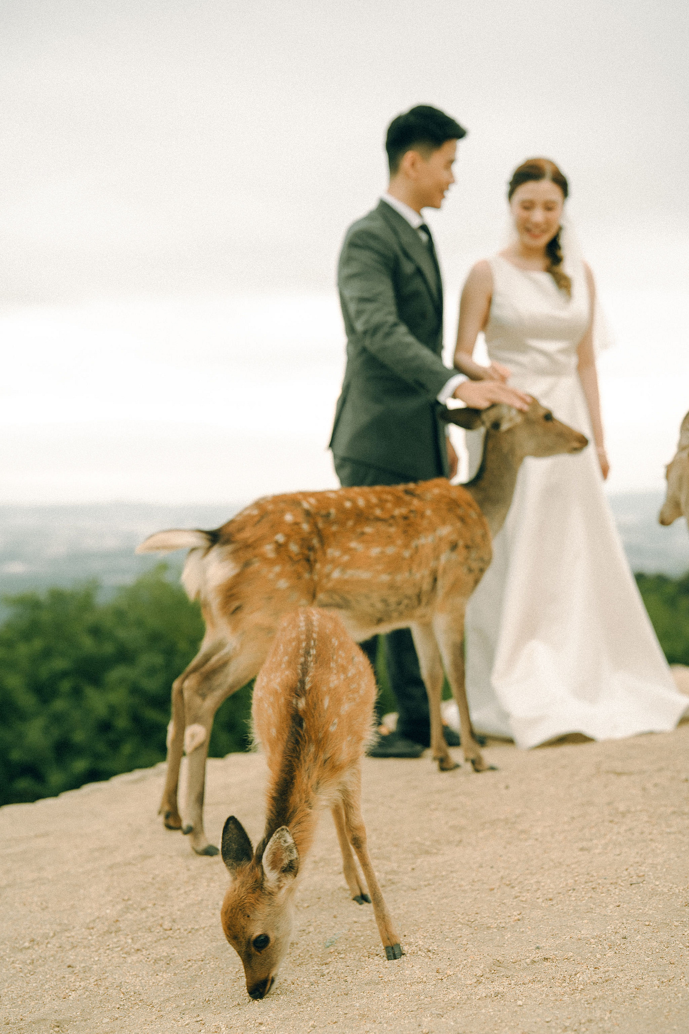 Kyoto Pre-Wedding Photoshoot | Fushimi Inari, Gion & Nara Park at Nara Park & Surrounding Hills pre-wedding photo