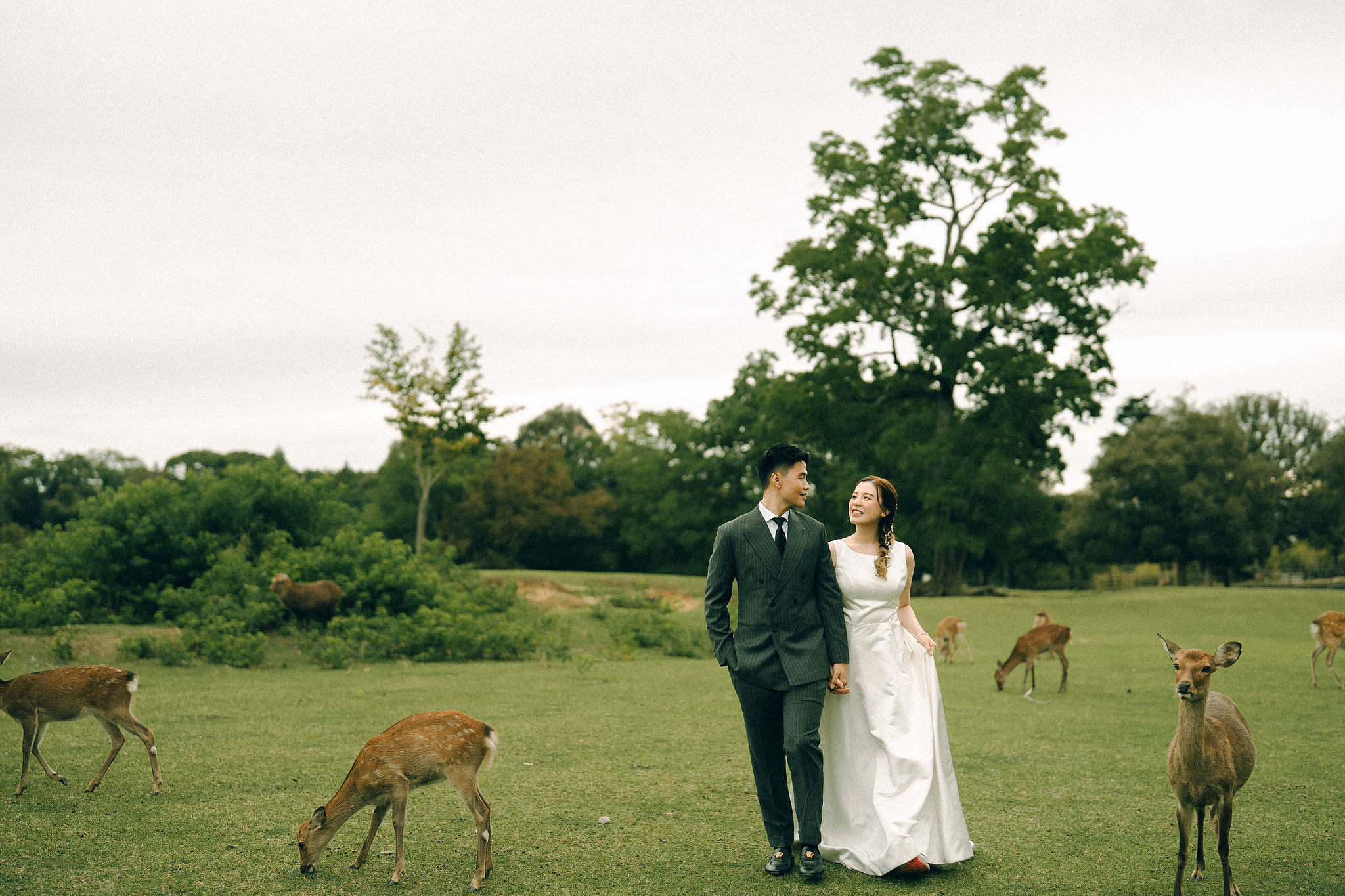 Kyoto Pre-Wedding Photoshoot | Fushimi Inari, Gion & Nara Park at Nara Park & Surrounding Hills pre-wedding photo