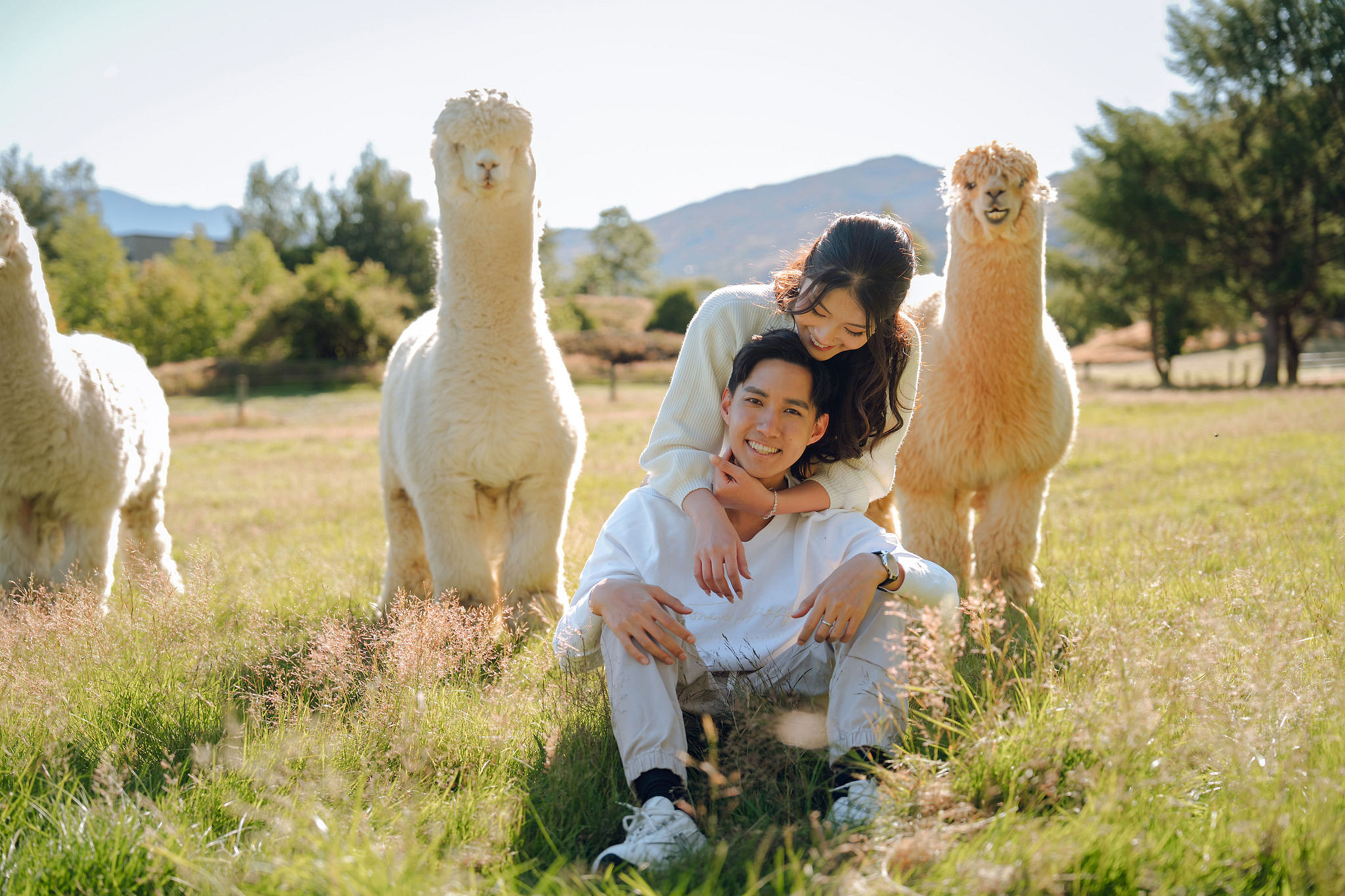 New Zealand Pre-Wedding Photoshoot | Coromandel Peak, Queenstown Highway & Alpaca Farm at Alpaca Farm pre-wedding photo