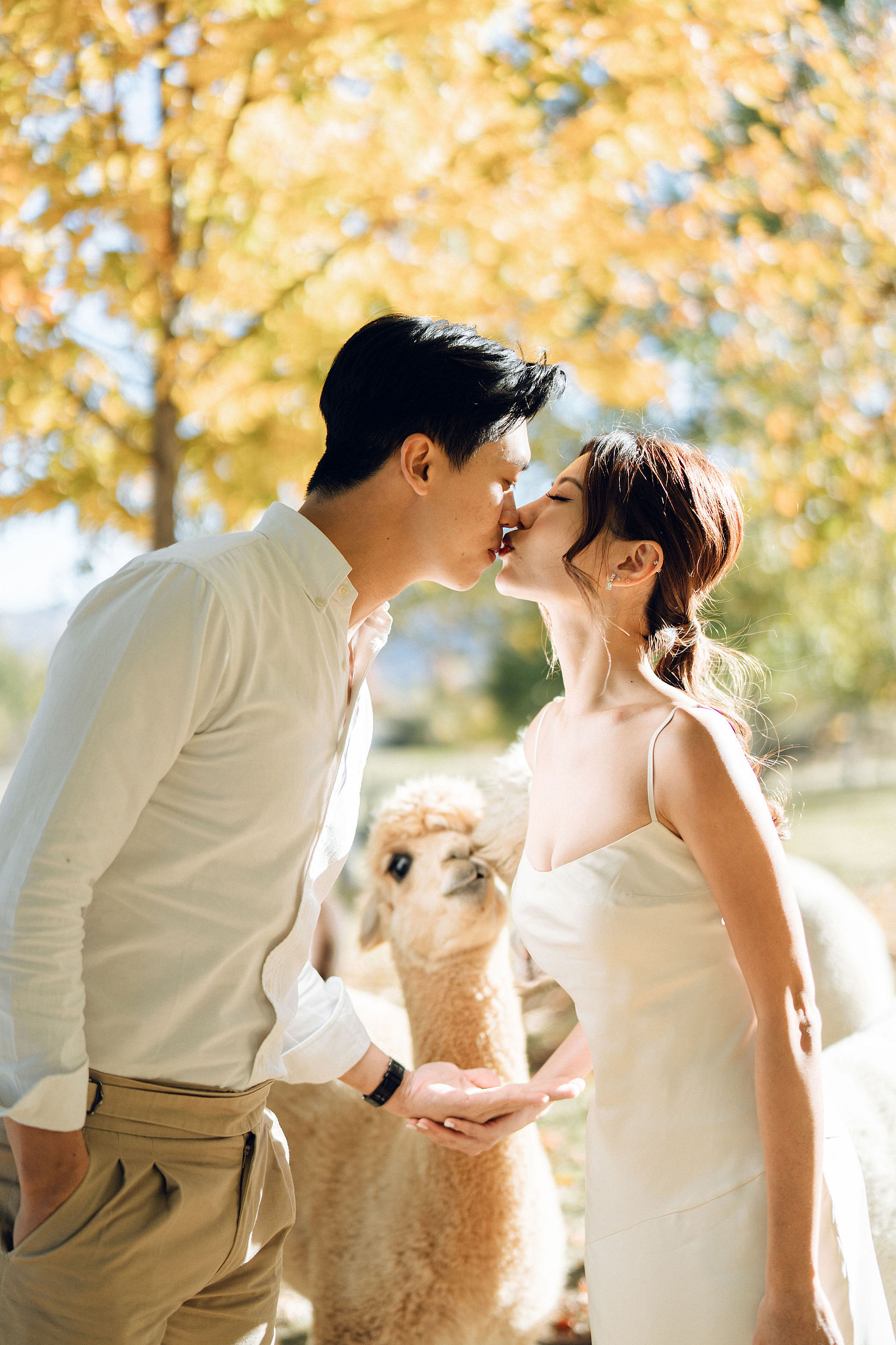 New Zealand Autumn Pre-Wedding Photoshoot Twin Peak Skippers Canyon Alpaca Farm Hilltop Cardrona Night Shoot Kombi Van at Alpaca Farm pre-wedding photo