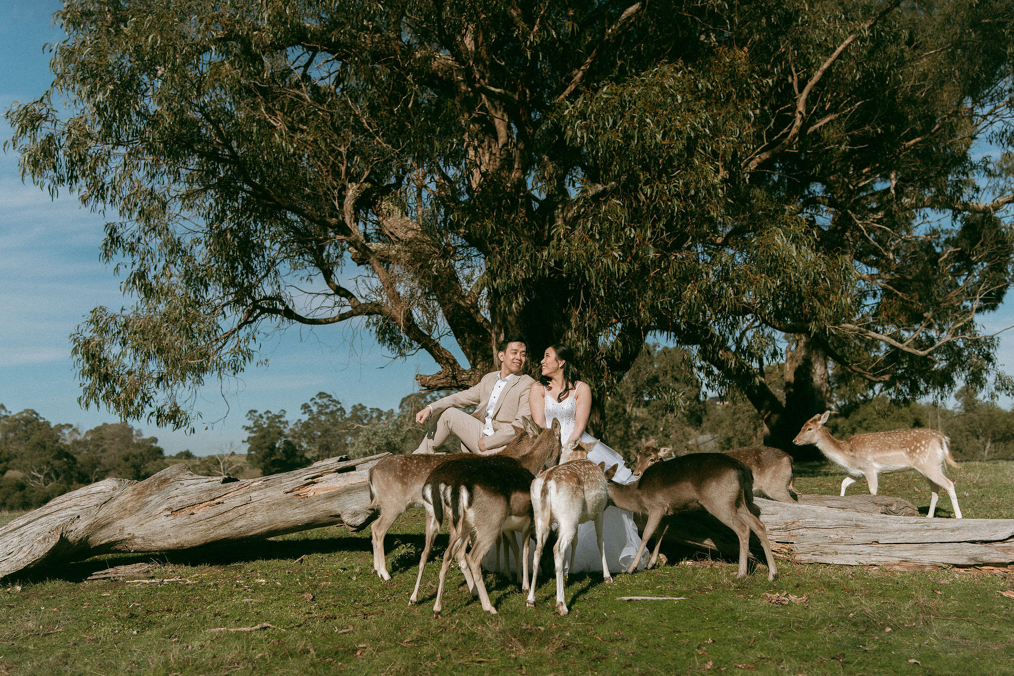 Melbourne Pre-Wedding Photoshoot | Gum Gully Farm, Studley Park & Carlton Gardens at Gum Gully Farm pre-wedding photo