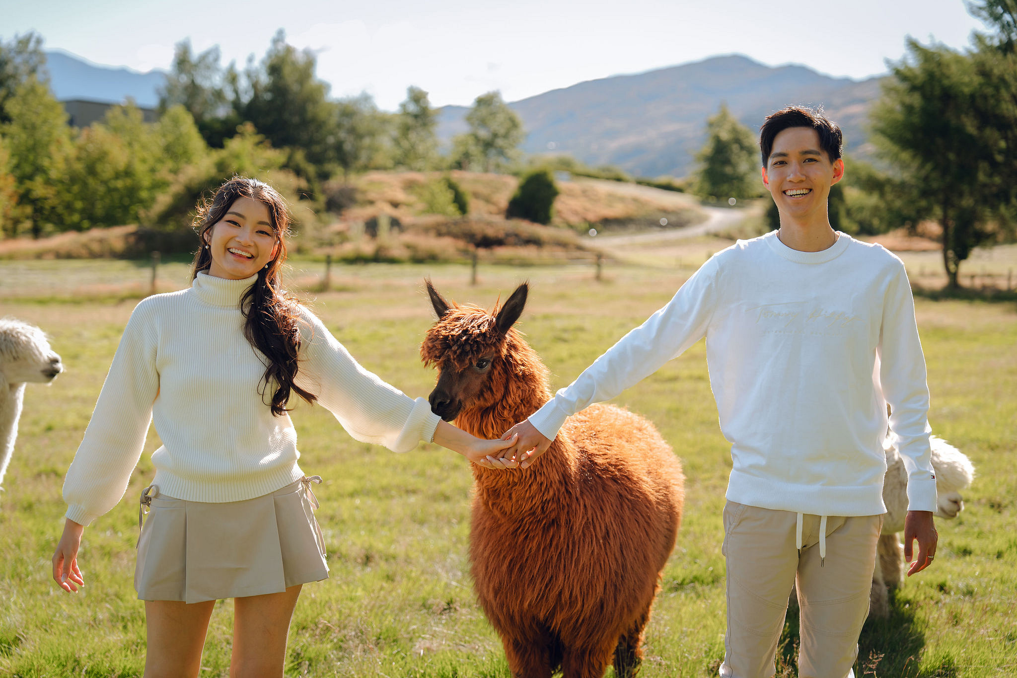 New Zealand Pre-Wedding Photoshoot | Coromandel Peak, Queenstown Highway & Alpaca Farm at Alpaca Farm pre-wedding photo