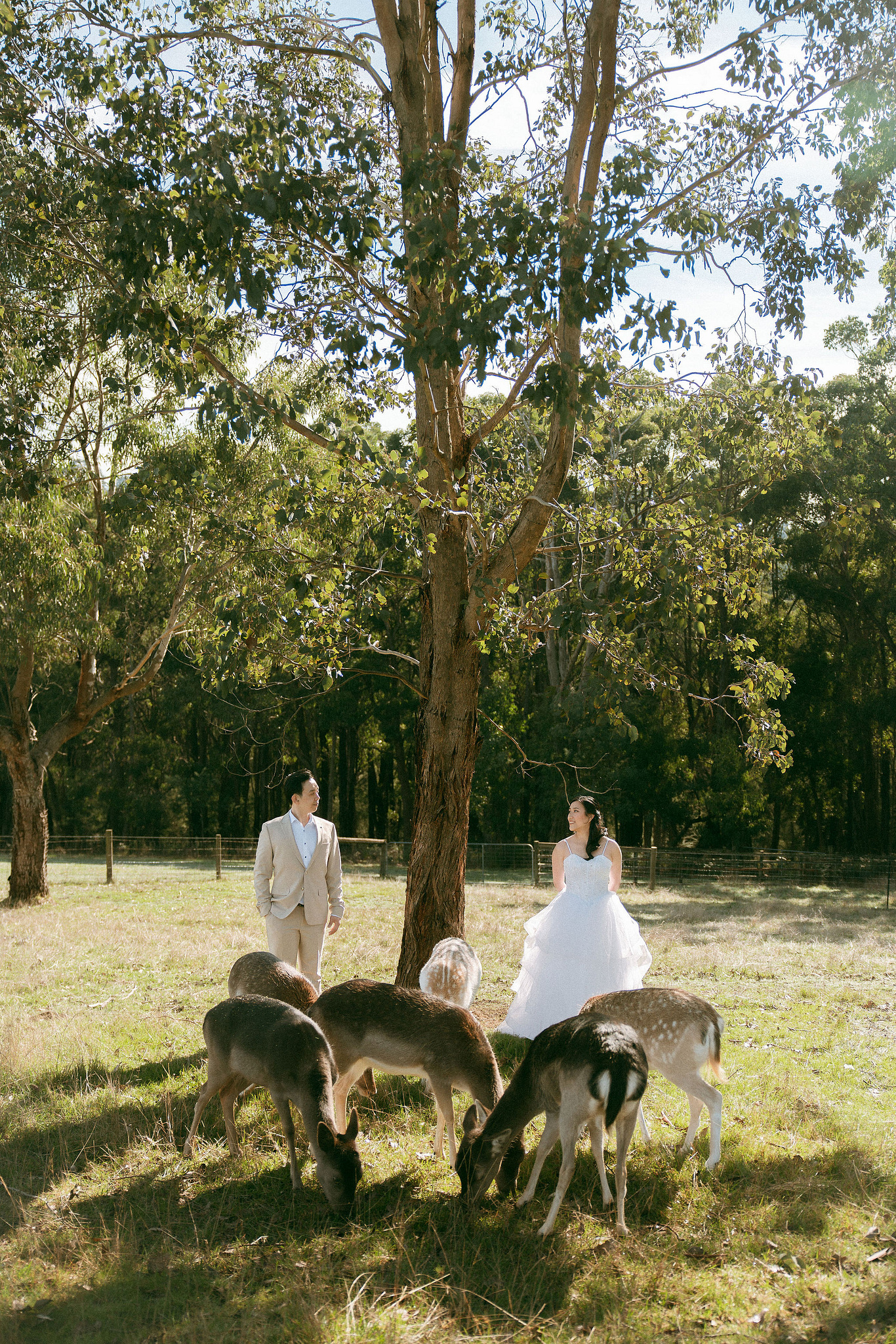 Melbourne Pre-Wedding Photoshoot | Gum Gully Farm, Studley Park & Carlton Gardens at Gum Gully Farm pre-wedding photo