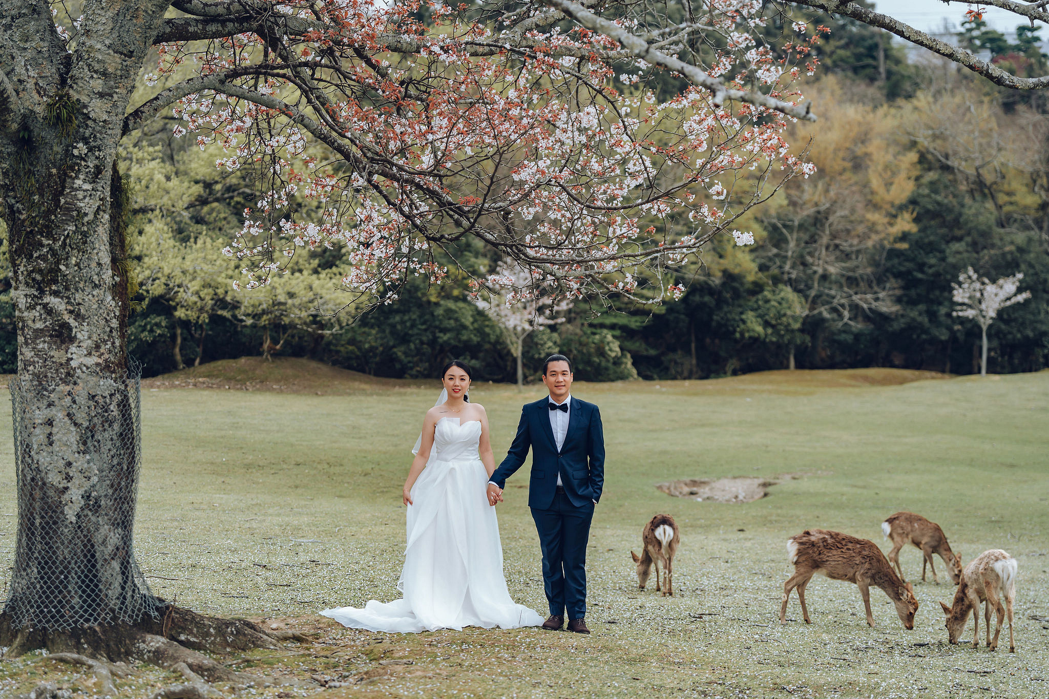 Kyoto Pre-Wedding Photoshoot | Historic Higashiyama Streets, Keage Incline & Nara Park at Nara Park pre-wedding photo