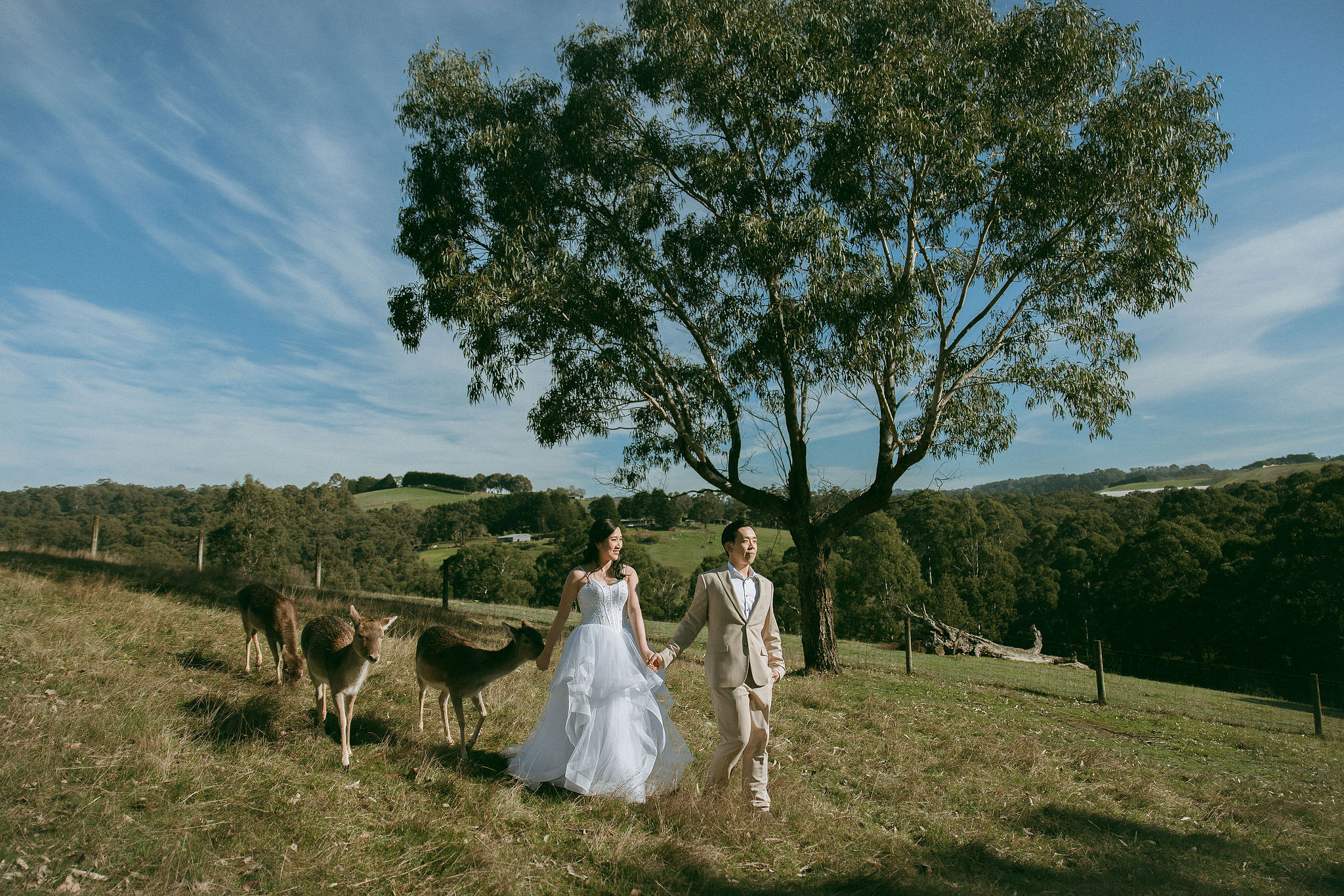 Melbourne Pre-Wedding Photoshoot | Gum Gully Farm, Studley Park & Carlton Gardens at Gum Gully Farm pre-wedding photo