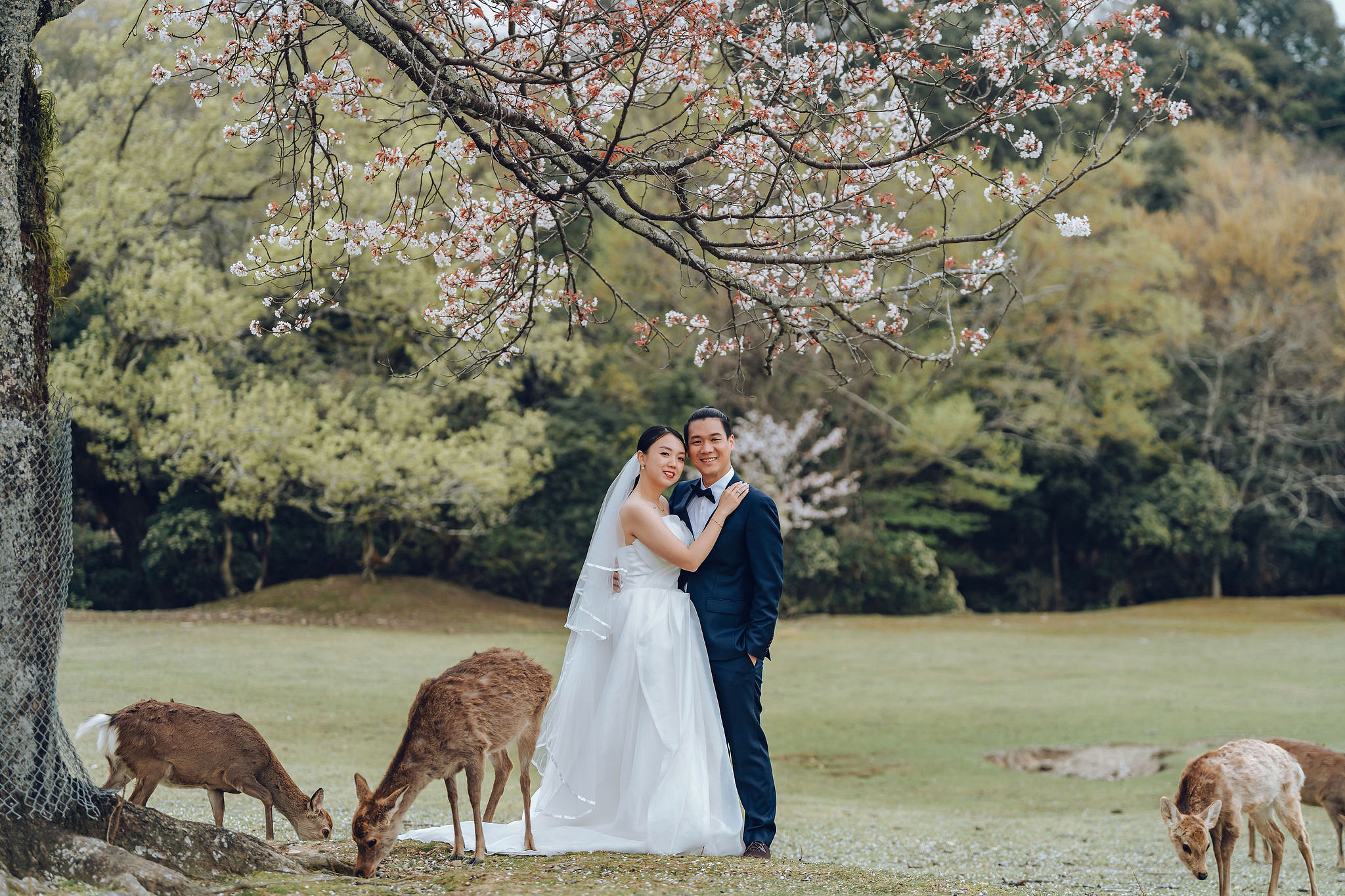 Kyoto Pre-Wedding Photoshoot | Historic Higashiyama Streets, Keage Incline & Nara Park at Nara Park pre-wedding photo