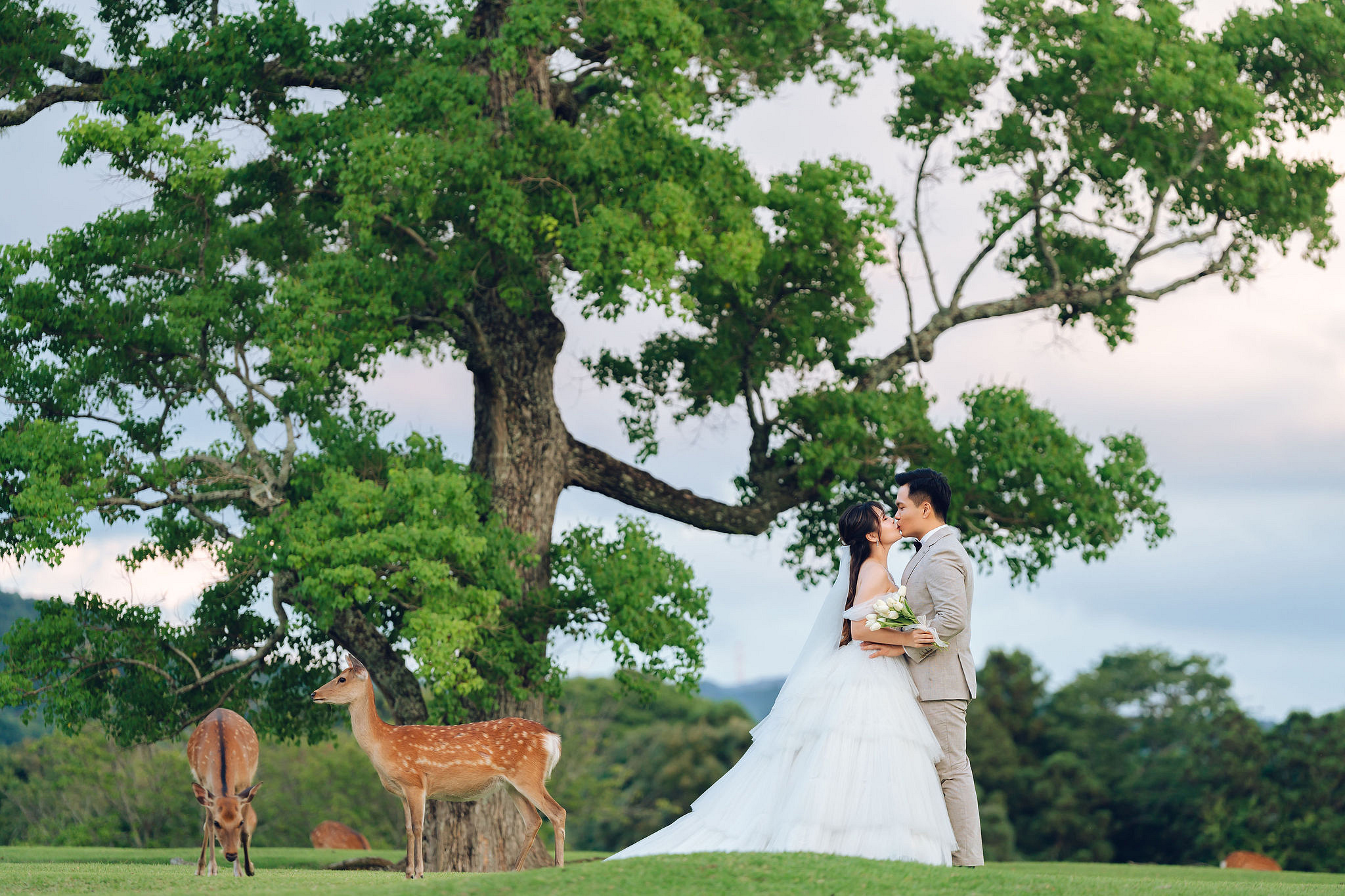 Kyoto Pre-Wedding Photoshoot | Gion Streets, Higashiyama & Nara Park at Nara Park Lawns pre-wedding photo