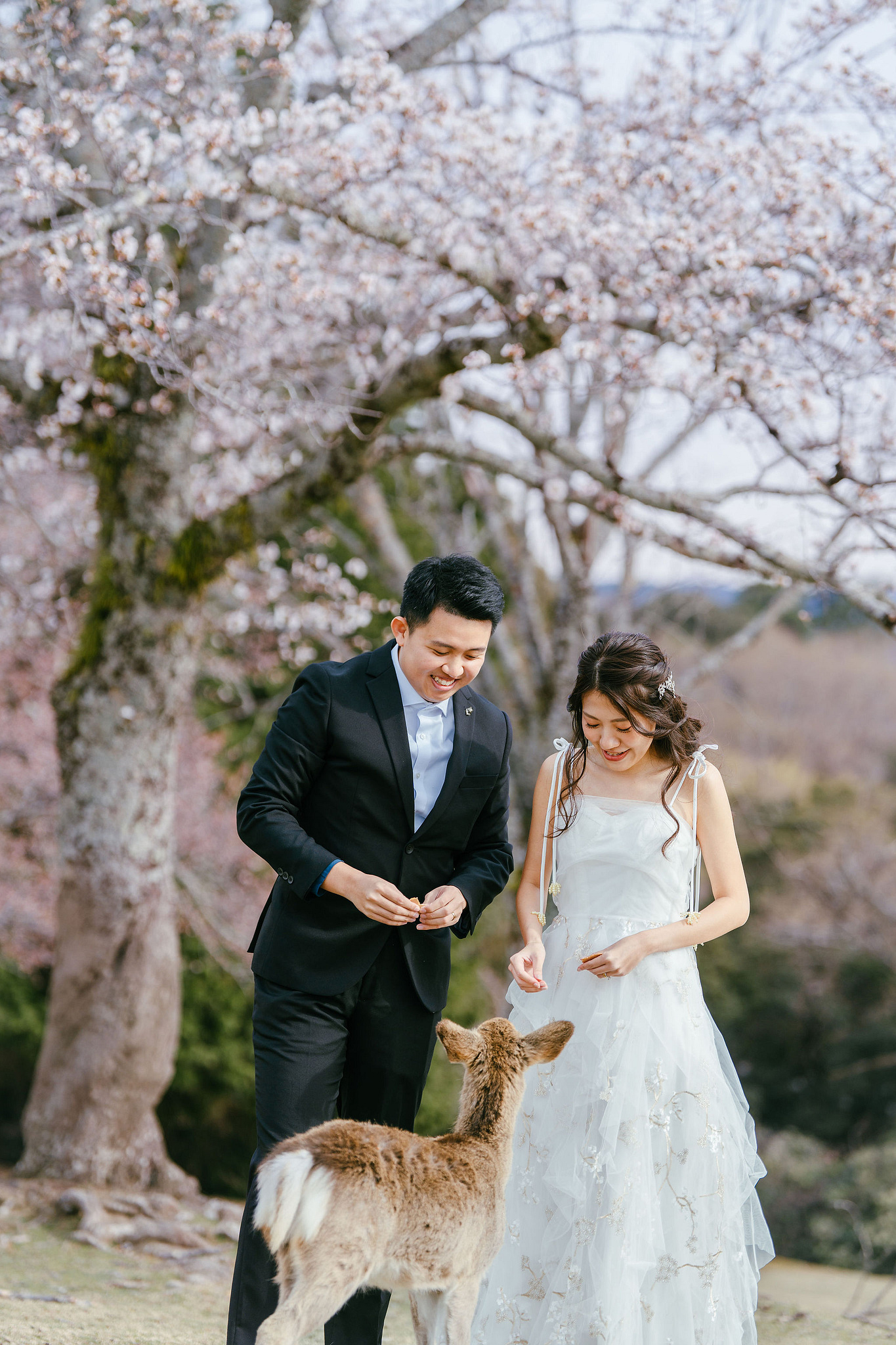 Kyoto Pre-Wedding Photoshoot | Nara Park, Gion & Mount Wakakusa at Nara Park pre-wedding photo