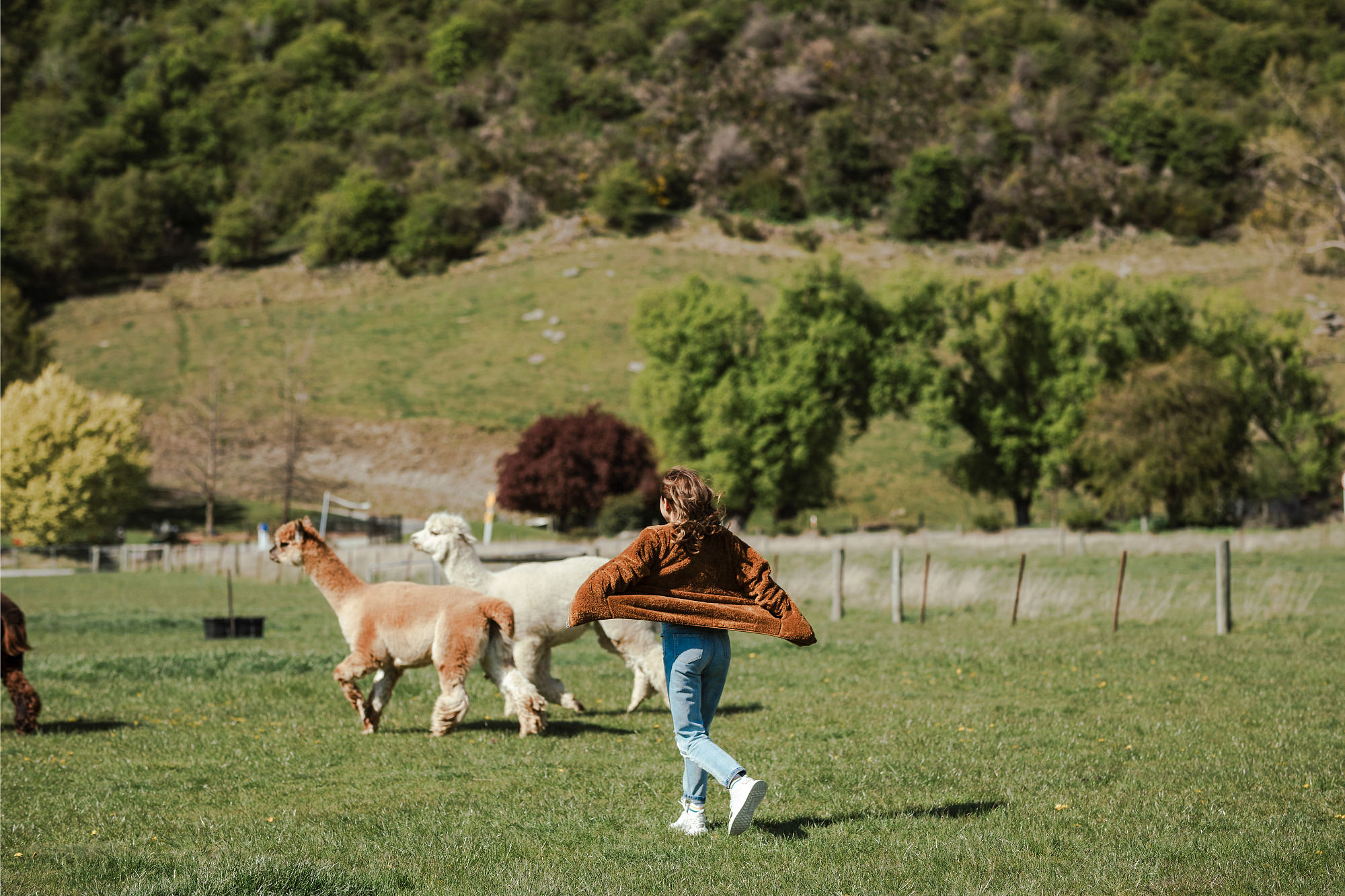 Kryz Uy And Slater Pre Wedding Photoshoot At Roy's Peak, Alpaca Farm And Arrowtown at Alpaca Farm pre-wedding photo