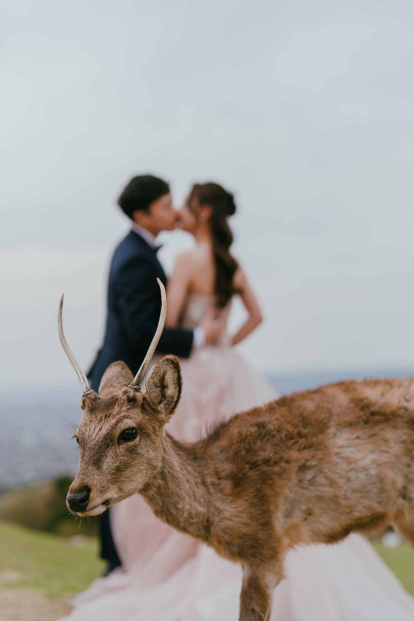 Kyoto Pre-Wedding Photoshoot | Fushimi Inari, Nara Deer Park & Mt. Wakakusa at Mt. Wakakusa pre-wedding photo