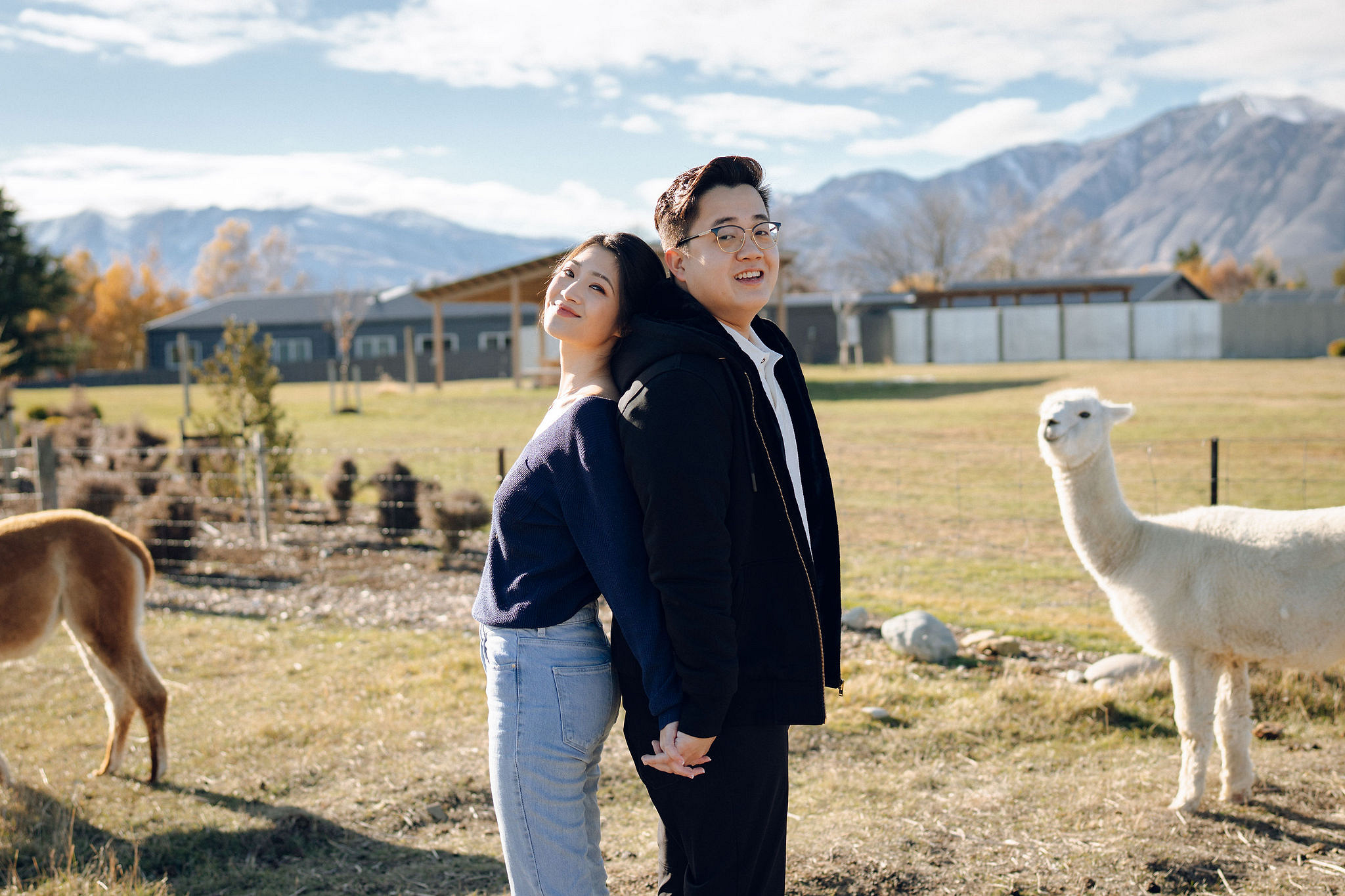 New Zealand Pre-Wedding Photoshoot | Arrowtown, Isobel Glacier, Alpaca Farm, Lake Tekapo & Mount Cook National Park at Alpaca Farm pre-wedding photo