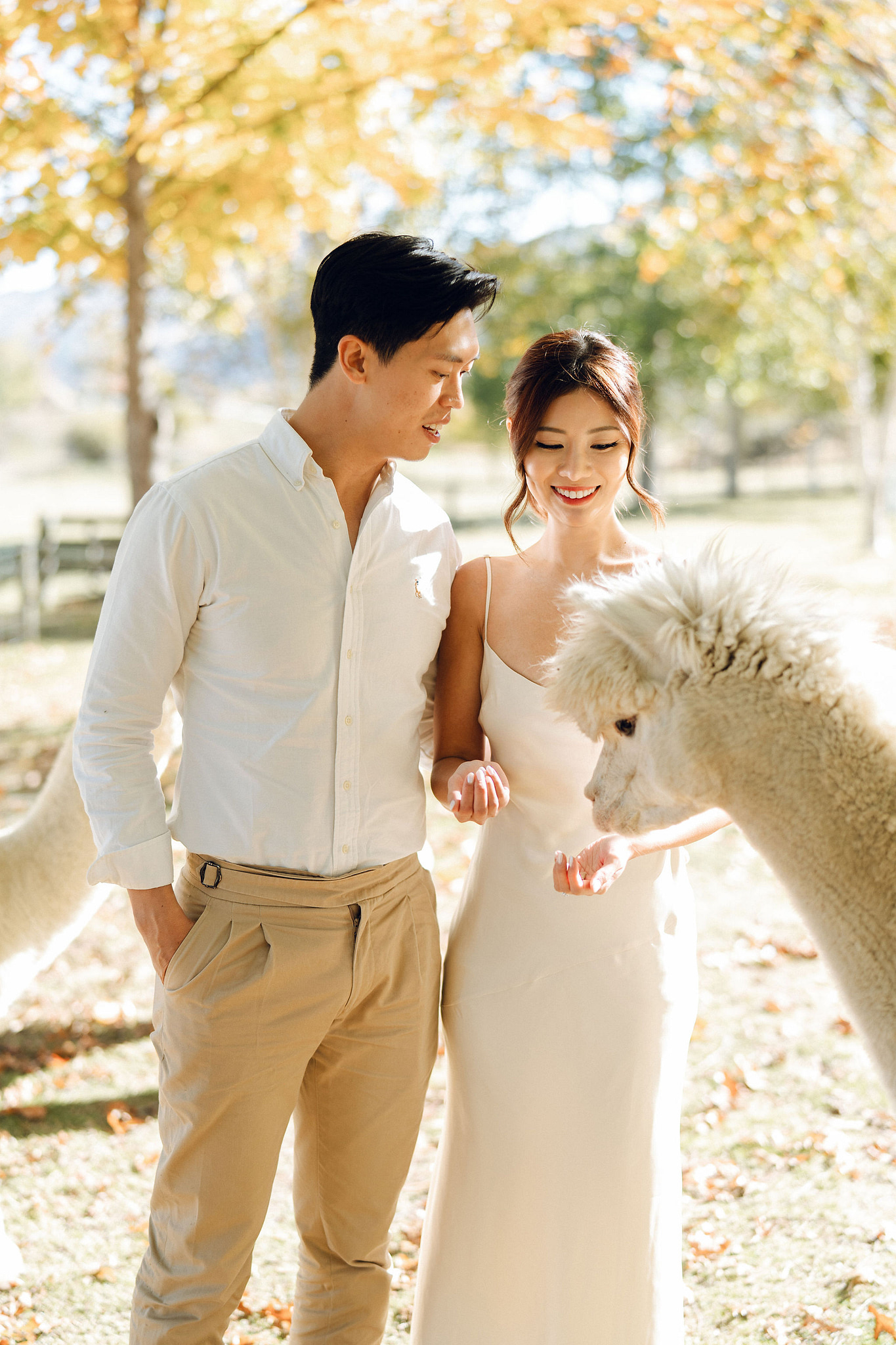 New Zealand Autumn Pre-Wedding Photoshoot Twin Peak Skippers Canyon Alpaca Farm Hilltop Cardrona Night Shoot Kombi Van at Alpaca Farm pre-wedding photo