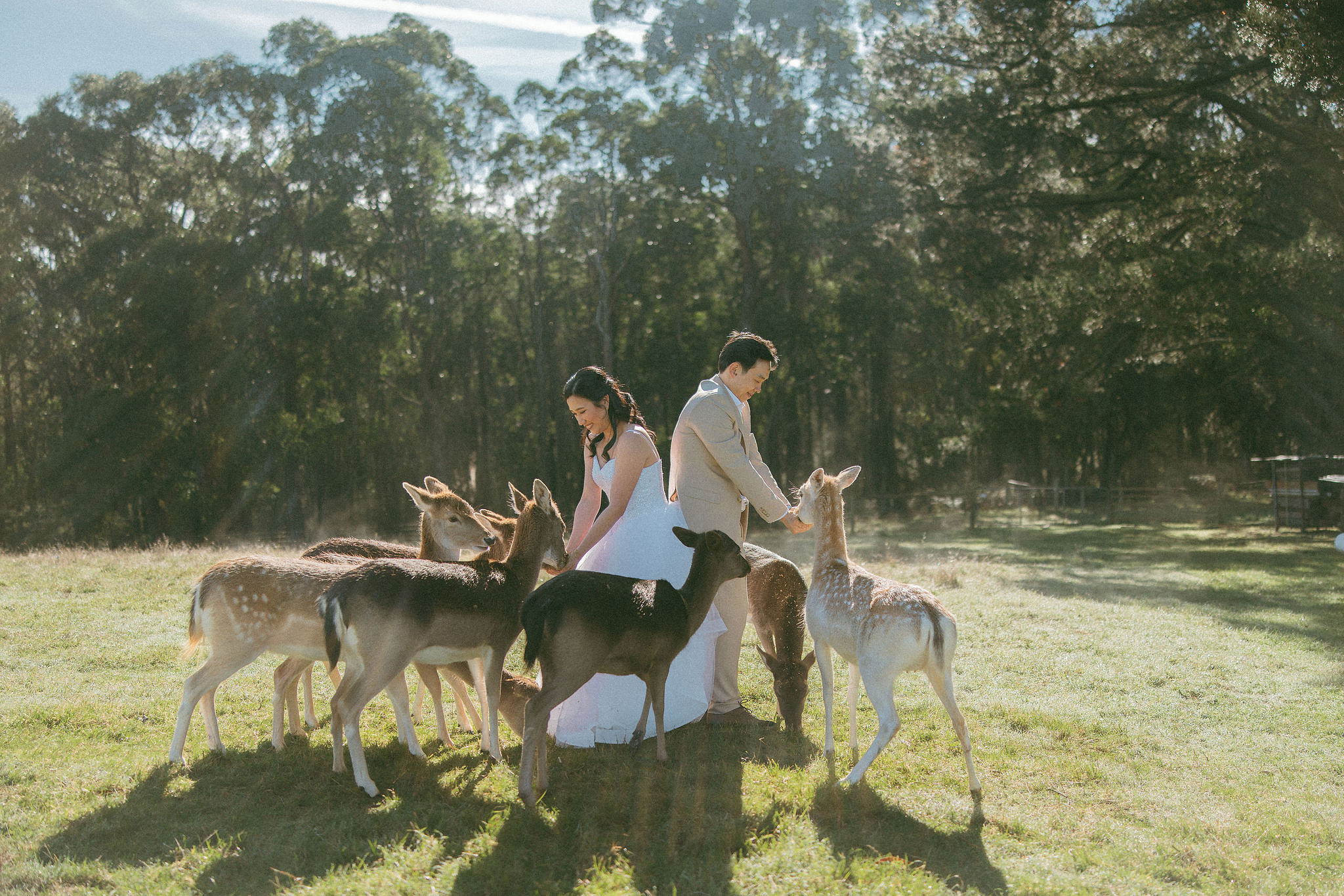 Melbourne Pre-Wedding Photoshoot | Gum Gully Farm, Studley Park & Carlton Gardens at Gum Gully Farm pre-wedding photo