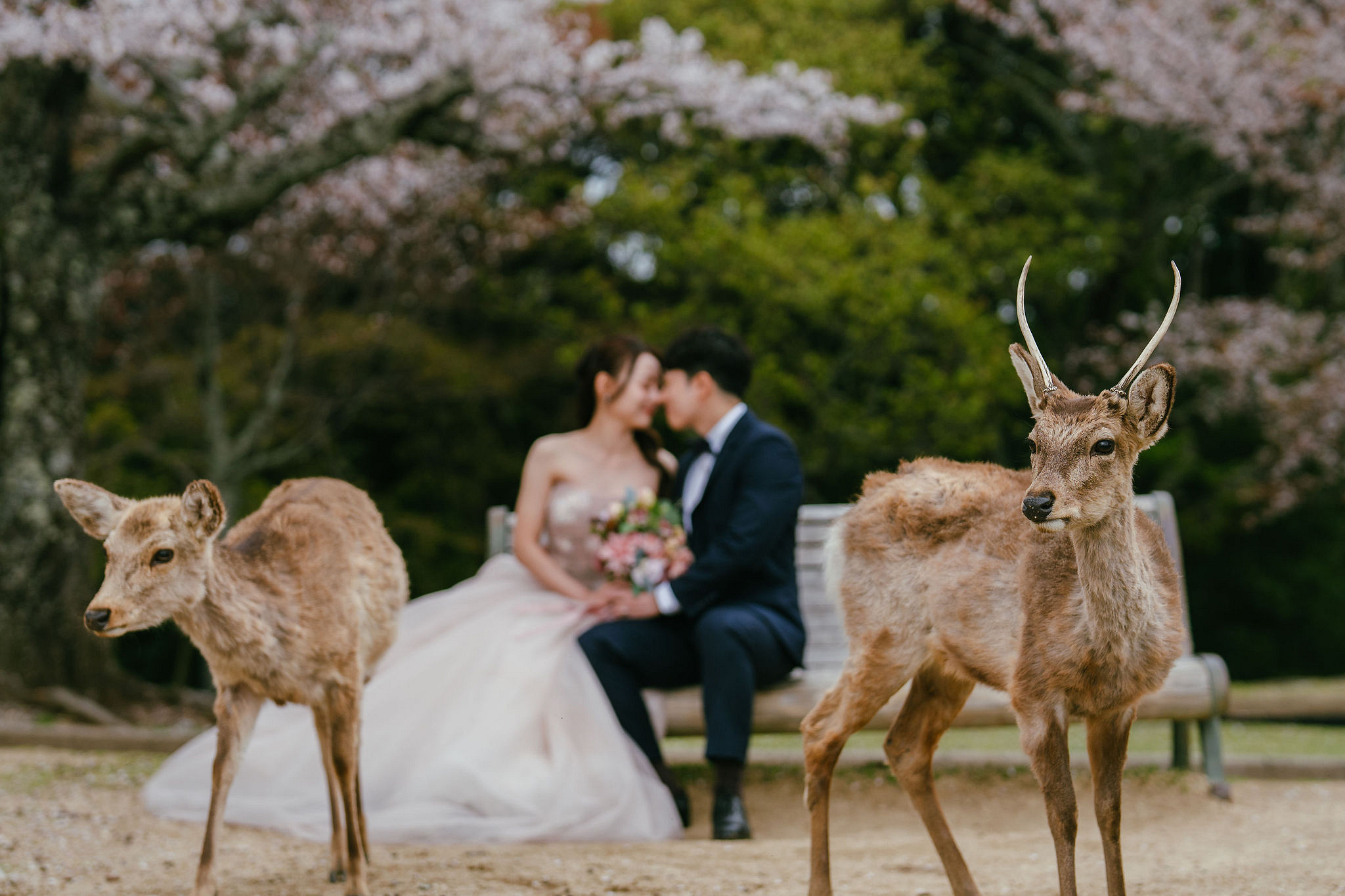 Kyoto Pre-Wedding Photoshoot | Fushimi Inari, Nara Deer Park & Mt. Wakakusa at Mt. Wakakusa pre-wedding photo