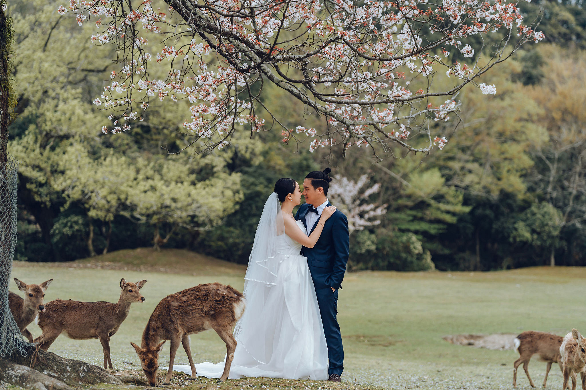 Kyoto Pre-Wedding Photoshoot | Historic Higashiyama Streets, Keage Incline & Nara Park at Nara Park pre-wedding photo