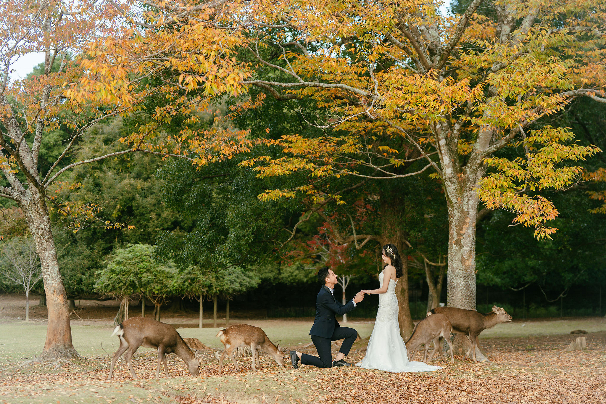 Kyoto Pre-Wedding Photoshoot | Gion Streets & Fushimi Inari Shrine & Nara Park at Nara Park & Mount Wakakusa pre-wedding photo