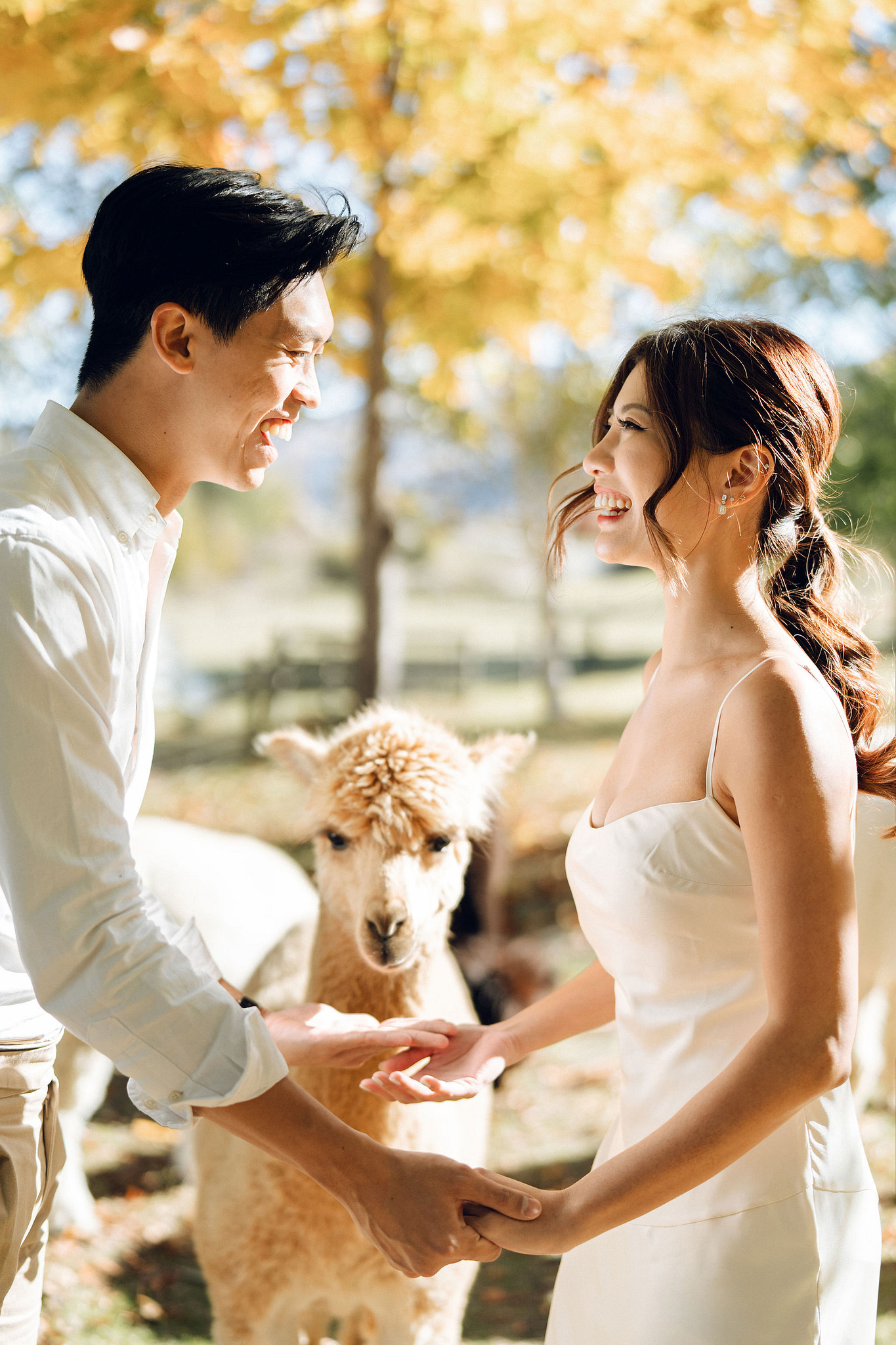 New Zealand Autumn Pre-Wedding Photoshoot Twin Peak Skippers Canyon Alpaca Farm Hilltop Cardrona Night Shoot Kombi Van at Alpaca Farm pre-wedding photo