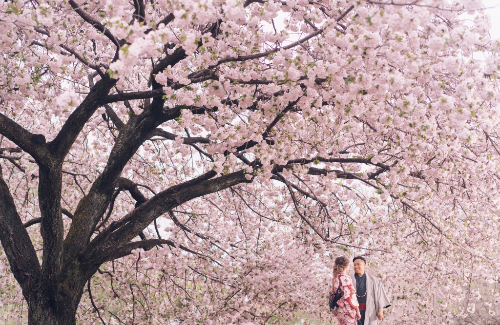 Japan Tokyo Cherry Blossom Pre-Wedding Photoshoot At Park And Shibuya Crossing  by Lenham  on OneThreeOneFour 7
