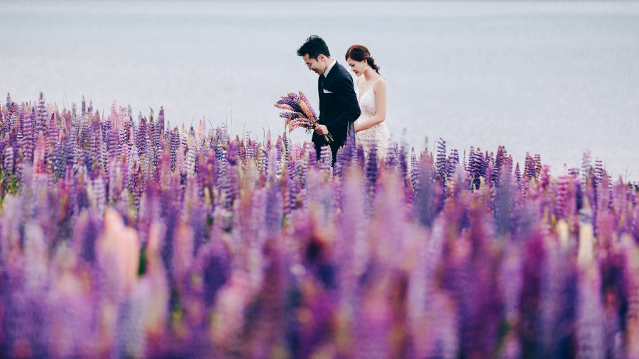 J&J: Pre-wedding at Christchurch Botanic Gardens, snowy mountain and purple lupins by Xing on OneThreeOneFour 14