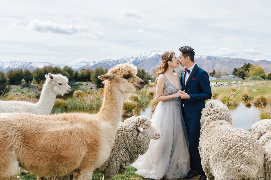 N&J: 2-days pre-wedding photoshoot with Singaporean couple in New Zealand - cherry blossoms, Coromandel Peak, glaciers by Fei on OneThreeOneFour 17