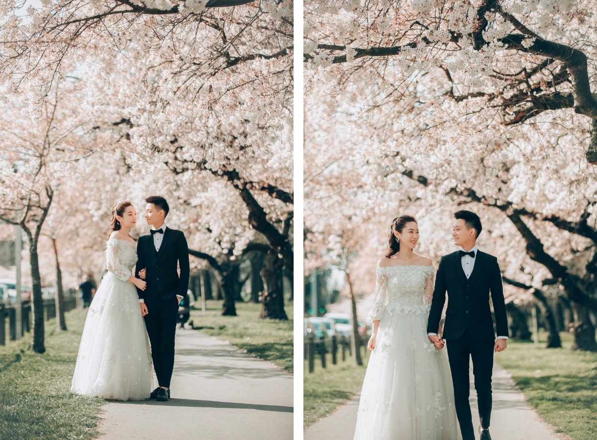 S&D: New Zealand Spring Pre-wedding Photoshoot with Alpacas and Milky Way by Xing on OneThreeOneFour 2