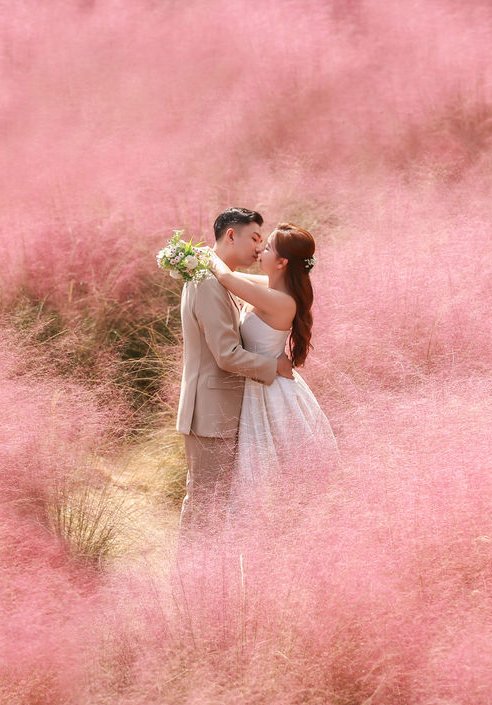 Jeju Autumn Prewedding Photoshoot At Jeju Manor Blanc, Pink Muhly Garden And Sanyi Forest Road
