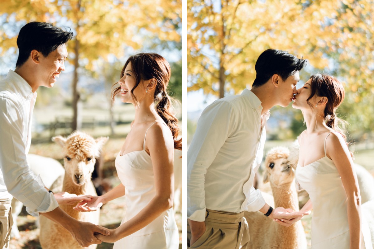 New Zealand Autumn Pre-Wedding Photoshoot Twin Peak Skippers Canyon Alpaca Farm Hilltop Cardrona Night Shoot Kombi Van by Fei on OneThreeOneFour 22