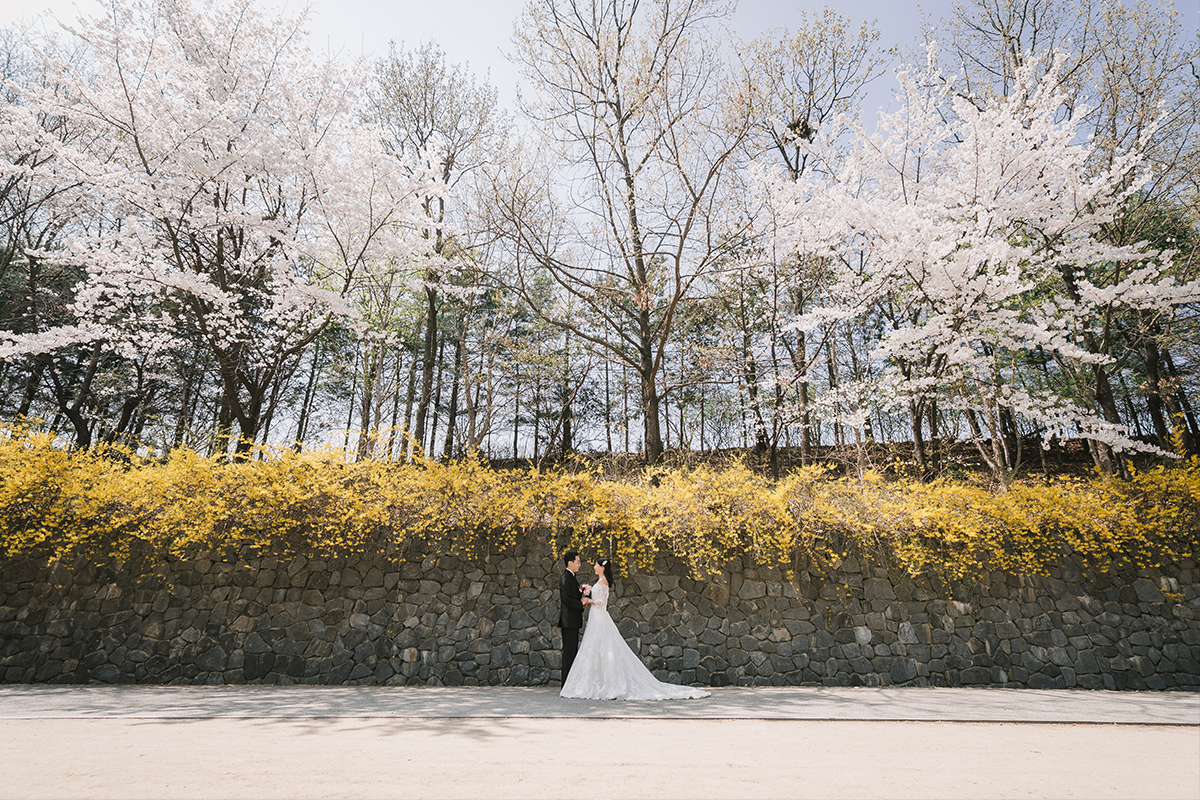 Celebrate Love in Full Bloom: Seoul Spring Pre-Wedding Photoshoot Experience by Jungyeol on OneThreeOneFour 0