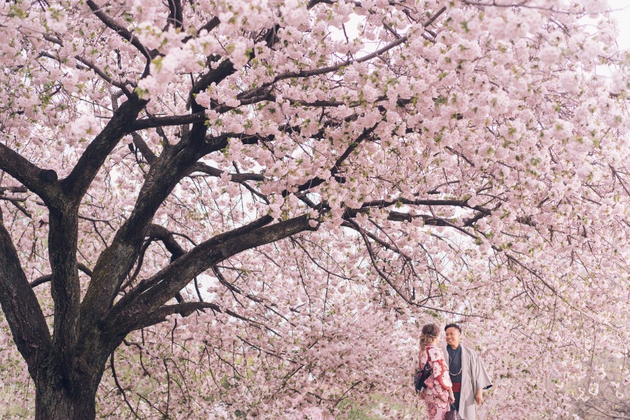 J: Massive cherry blossoms in Tokyo during Malay couple’s pre-wedding by Lenham on OneThreeOneFour 6