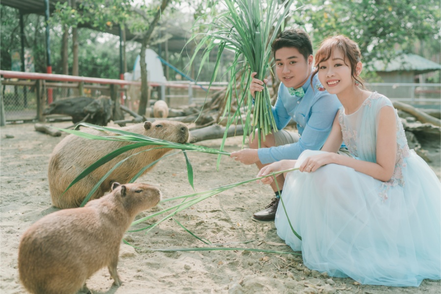 Taiwan Cheng Xi Beach and Tainan Zoo Prewedding Photoshoot by Star on OneThreeOneFour 1