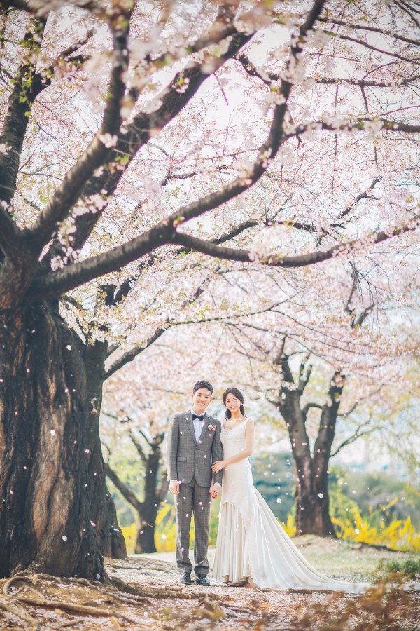The Face Studio Cherry Blossoms Sample - Korean Studio Prewedding by The Face Studio on OneThreeOneFour 13