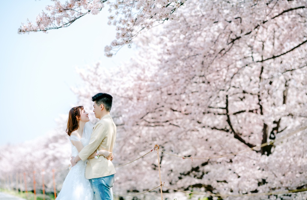 Japan Tokyo Pre-Wedding Photoshoot At The Park With Cherry Blossoms  by Jin on OneThreeOneFour 7