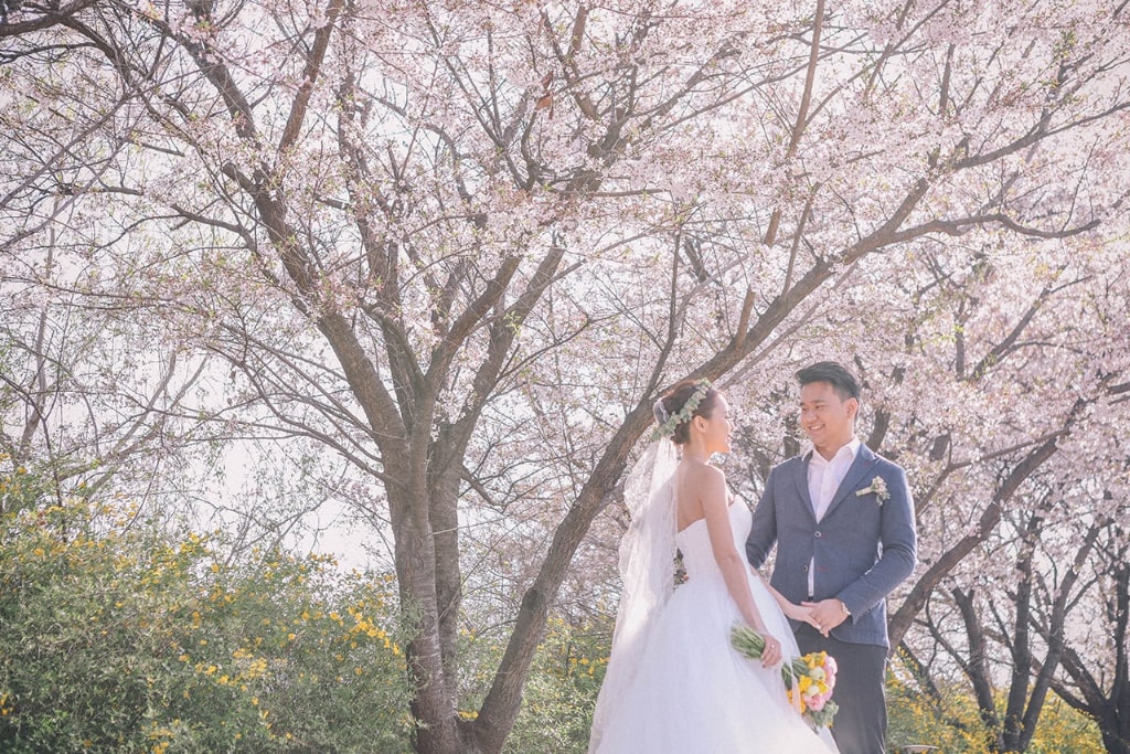 korea seoul forest pre wedding cherry blossoms