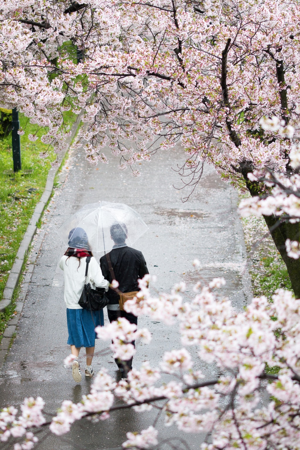 osaka proposal cherry blossoms