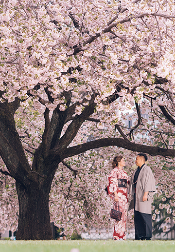 J: Massive cherry blossoms in Tokyo during Malay couple’s pre-wedding