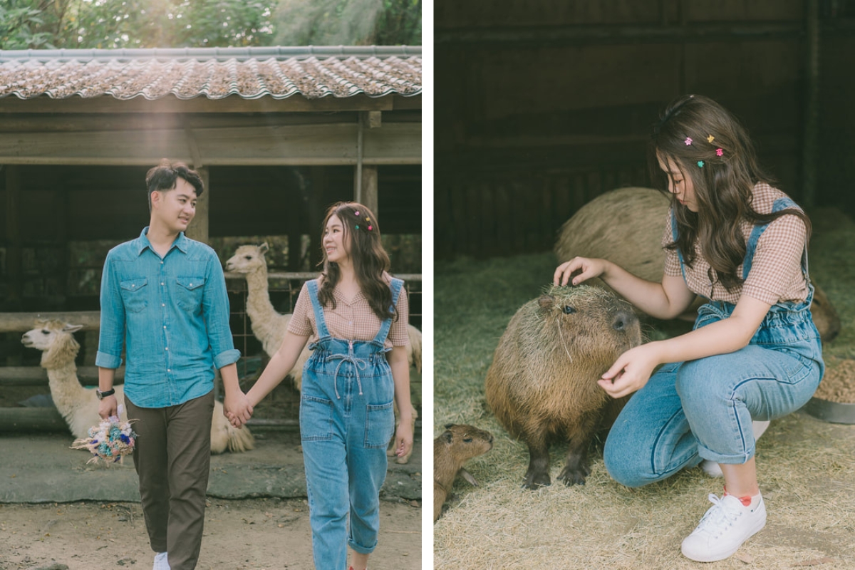 Taiwan Pre-Wedding Photoshoot Pier Blue Skies Animal Farm Flamingos Capybaras Llamas Autumn Leaves by  on OneThreeOneFour 22