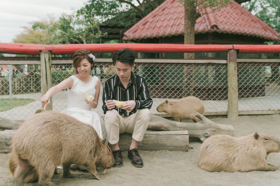 Taiwan Outdoor Pre-Wedding Photoshoot At Tainan Zoo  by Star  on OneThreeOneFour 7