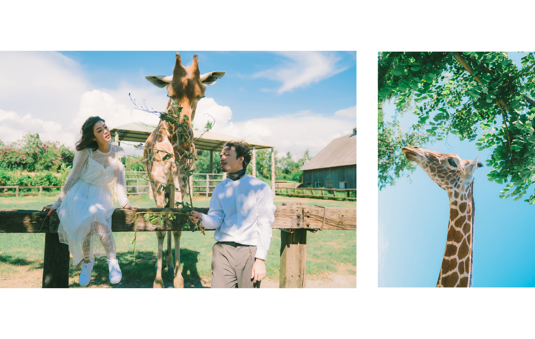 Taiwan Pre-Wedding Photoshoot At Tainan Zoo  by Star  on OneThreeOneFour 1