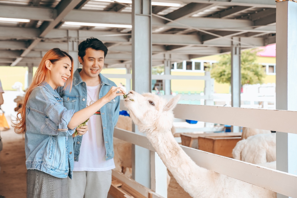 Hokkaido Pre-Wedding Photographer: Summer Photoshoot At Shikisai No Oka Alpaca Farm And Hinode Park Lavender Field by Kouta on OneThreeOneFour 7