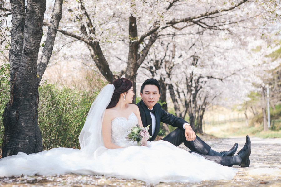 M: Korea Cherry Blossom Pre-Wedding Photoshoot At Seoul Forest With During Spring by Beomsoo  on OneThreeOneFour 5