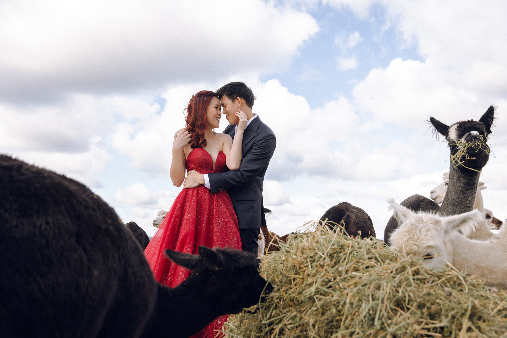 Melbourne Pre-Wedding Photoshoot at Alpaca Farm, Fitzroy Gardens & Brighton Beach by Freddie on OneThreeOneFour 7