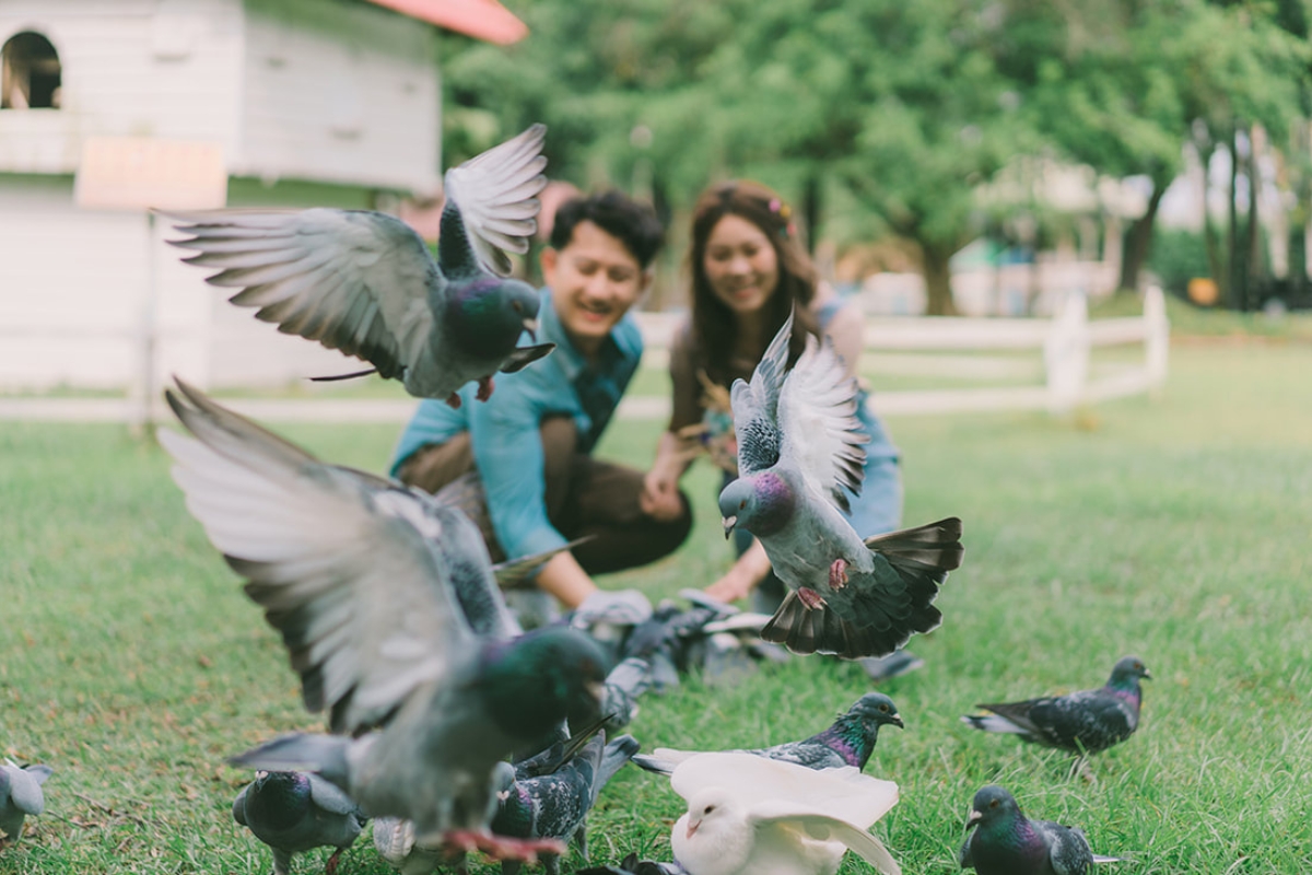 Taiwan Pre-Wedding Photoshoot Pier Blue Skies Animal Farm Flamingos Capybaras Llamas Autumn Leaves by  on OneThreeOneFour 15