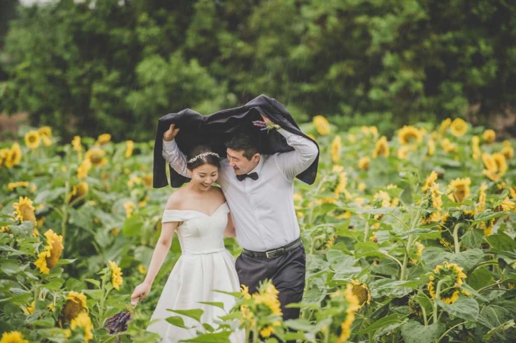 Korea Outdoor Pre-Wedding Photoshoot At Sunflower Field During Summer  by Ray  on OneThreeOneFour 3