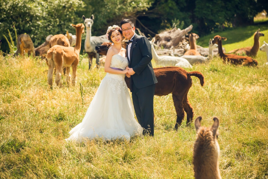New Zealand Pre-Wedding Photoshoot At Christchurch, Lake Pukaki And Alpaca Farm  by Xing on OneThreeOneFour 41