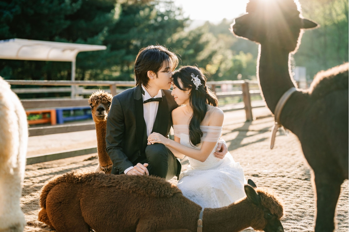 Seoul Autumn Pre-Wedding Photoshoot with Lotte World, Alpaca World, and Hongdae Streets by Jungyeol on OneThreeOneFour 19