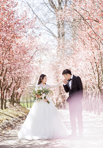 New Zealand Pre-Wedding Photoshoot of P&J: Cherry blossoms, Alpaca farm, Snowy mountain