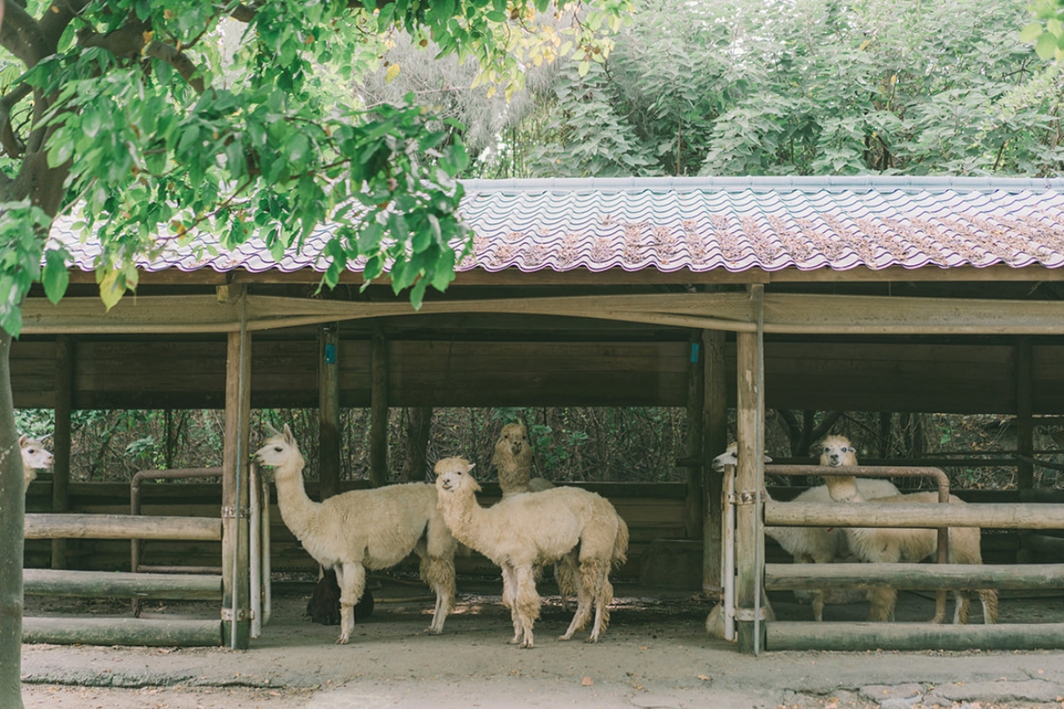 Taiwan Pre-Wedding Photoshoot Pier Blue Skies Animal Farm Flamingos Capybaras Llamas Autumn Leaves by  on OneThreeOneFour 25